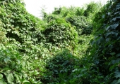 oldchisinau_com-cem-jew-0112